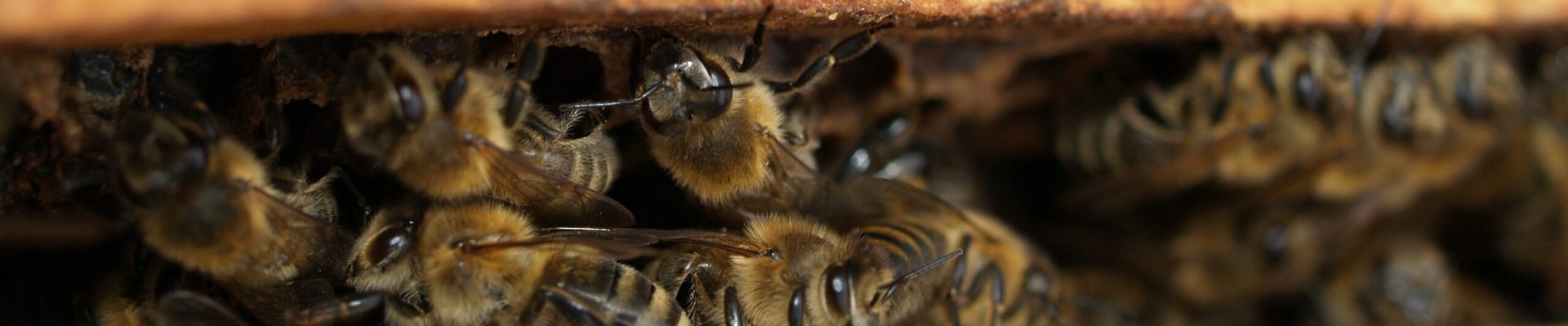 pexels-johann-piber-702931